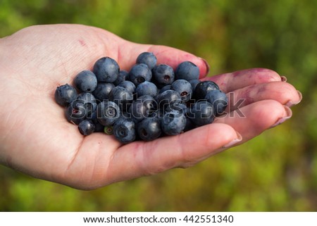 Hände, die selbstgepflückte Blaubeeren in eine Schüssel sortieren