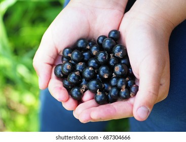Handful of berries of black currant in palms
