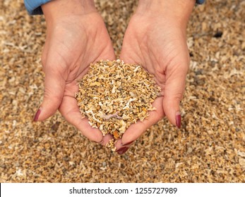 Handful Of Corals, Coral Beach, Ireland, County Galway.