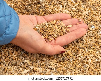 Handful Of Corals. Coral Beach, Ireland, County Galway.