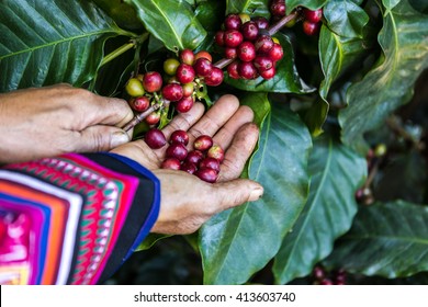 Handful Of Fresh Organic Coffee Beans