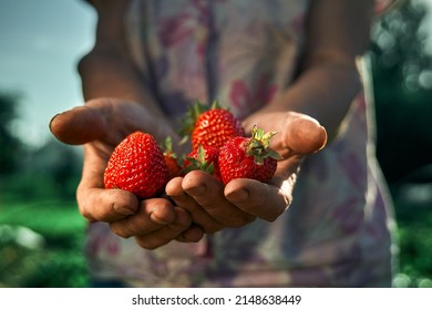 A handful fresh strawberries in elderly woman farmer hands. Sharing fresh strawberries from the garden. Harvesting fresh strawberries in field. - Shutterstock ID 2148638449