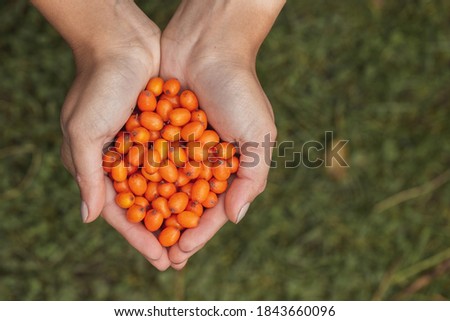 Handful full of ripe orange sea-buckthorn, hippophae rhamnoides, berries collected in garden. Woman holding heap of small juicy fruits above green grass. Harvesting healthy food.