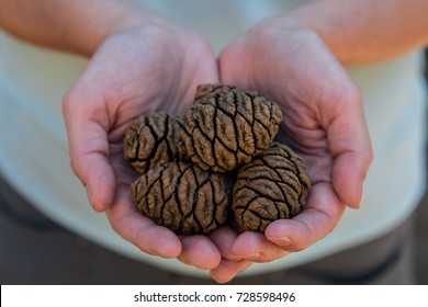 Handful Of Giants: Small Sequoia Seeds In A Womans Hands