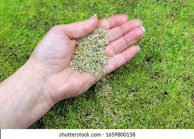 A Handful Of Grass Seed Being Spread On To A Patchy Lawn.