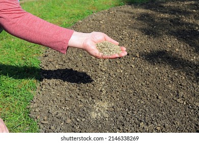 A Handful Of Grass Seed Being Spread Over A Garden Patch.