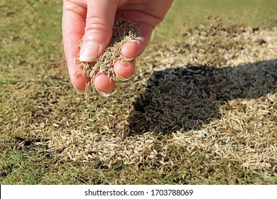 A Handful Of Grass Seeds Being Spread Over A Patchy Lawn.