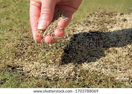 A Handful Of Grass Seeds Being Spread Over A Patchy Lawn.