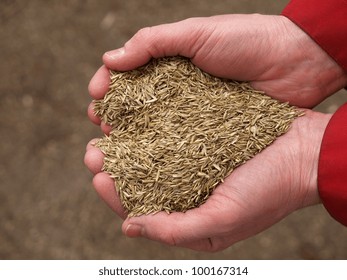 Handful Of Grass Seeds Ready For Planting, Closeup