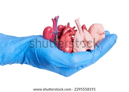 A handful of miniature anatomical replicas of human organs isolated on a white background. Medical, educational, or scientific design related concept.