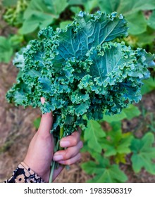 Handful Of Organic Curled Kale From My Veggie Patch