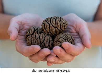 Handful Of Sequoia Seeds Conceptual Image Of Potential