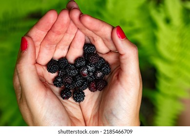 Handful of wild blackberries in woman hands over a background of ferns
