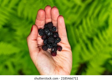 Handful of wild blackberries in woman hands over a background of ferns
