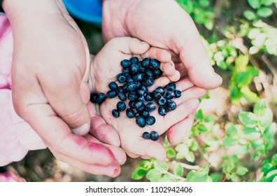A handful of wild blueberries berries in children's palms.  Small baby hands in large adult hands.  The palms are stained with berry juice. The background is blurred. - Shutterstock ID 1102942406