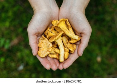 A handful of wild chanterelles, forest mushrooms. - Shutterstock ID 2186270781