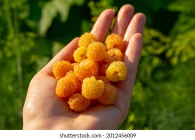 A handful of Yellow raspberry holding in a hand. Rubus ellipticus, commonly known as golden evergreen raspberry or yellow Himalayan raspberry. Vegan dessert. 