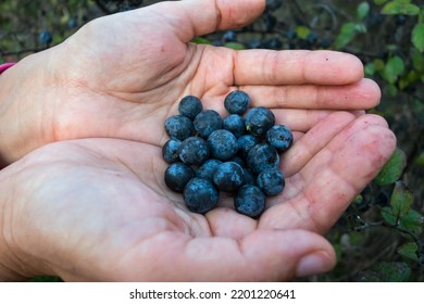 Handfull Of Ripe Blackthorn Berries In Kid's Hands. Autumn And Abundance Concept