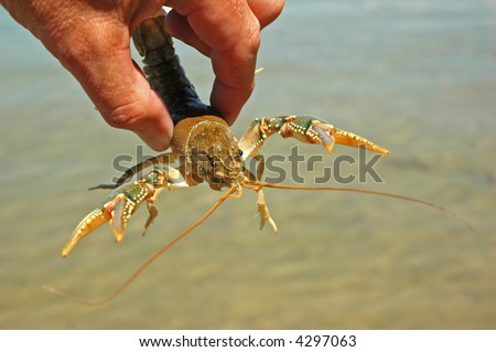 Hand-Held Crayfish Shows Claws (Parastacoidea)