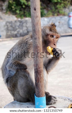 A handicap monkey eating a banana with one hand behind a wood pole
