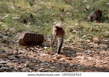 Handicapped bonnet macaque monkey walking in the park.