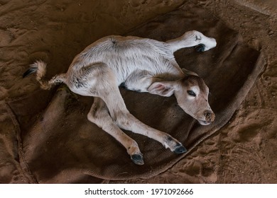 handicapped cow sleeping in a cow shed