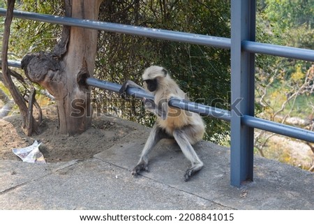 A handicapped langur monkey at Ajanta Caves Maharashtra India