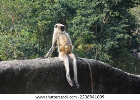 A  handicapped langur monkey sitting on stairwall at Ajanta Cave, Maharashtra, India.