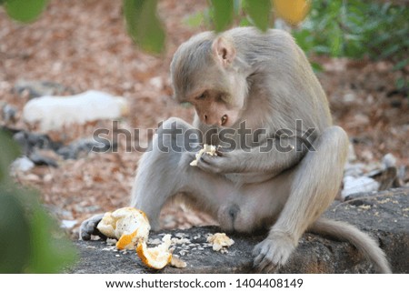 A Handicapped Monkey Eating Food  