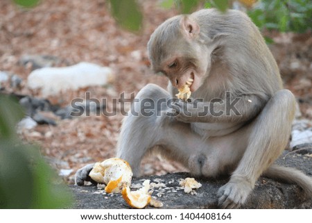 A Handicapped Monkey Eating Food  