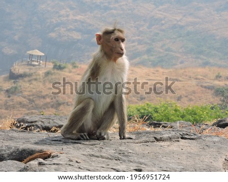 handicapped monkey sitting on a rock at mountain hill. monkey's one hand is lost as he born with defect