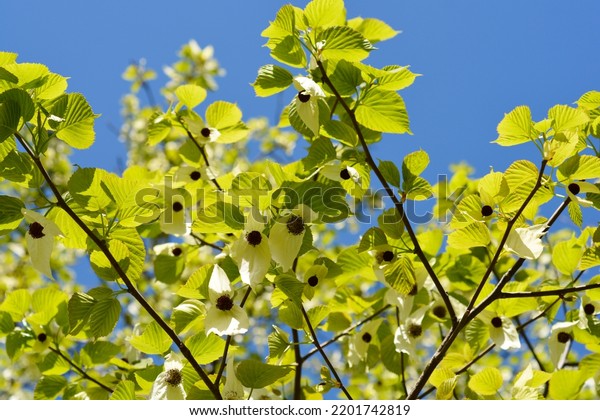 Handkerchief tree branch\
with flowers against blue sky - Latin name - Davidia involucrata\
var. Vilmoriniana