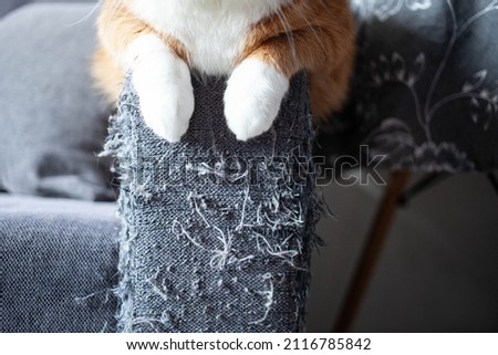 the handle of a gray matting sofa, spoiled by claws, and white cat paws