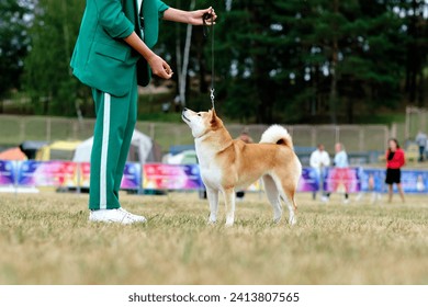 The handler holds the akita dog in the rack with the help of food reflexes holding the food in his hand