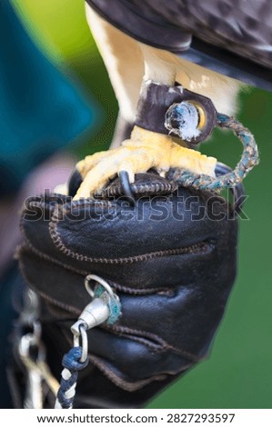 Handler Holds Hawk in Jessies on Gloved Fist - captive bird