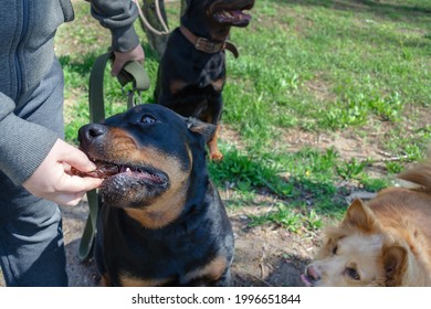 Handler Rewards The Dog With A Treat For Proper Command Execution. Woman Feeds A Female Rottweiler Dried Beef Lung. Training Treats For Pets. Training Methods.