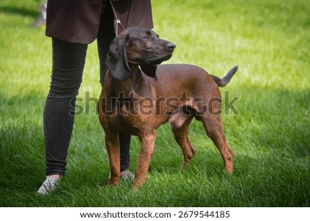 Handler shows The Bavarian Mountain Hound  dog at a dog show. A beautiful The Bavarian Mountain Hound  dog poses at a dog show.