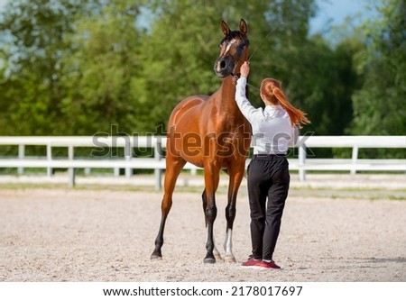 Handler shows off his fine Arabian horse. Purebred horse with its handler. Young red mare with a trainer. Summer light. Equestrian sport
