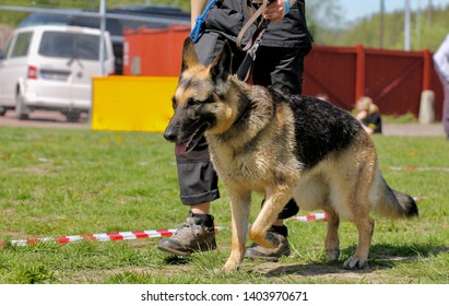 Handler walking a working german shepherd to the training field
