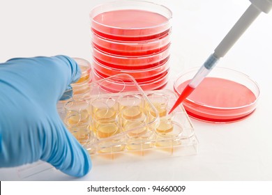 Handling Of Cell Culture Plates For Cultivation Of Cells In Life Science Research Laboratory