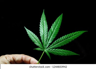 Handling Marijuana Or Cannabis Leaf On Black Background.