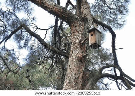 Similar – Image, Stock Photo underhand Spring Tree