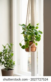 Handmade Cotton Macrame Plant Hanger Hanging From The Window At Home. Pilea Peperomioides In Ceramic Terracotta Pot. Love For Indoor Plants, Hobby.