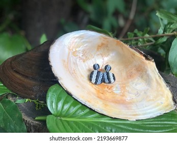 Handmade Earrings In A Shell 