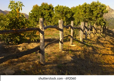 Handmade Fence On A Avocado Farm