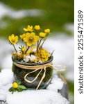 Handmade floristic arrangement  with yellow Winter aconite flowers in a glass jar in the garden covered with snow. Selective soft focus. (Eranthis hyemalis)