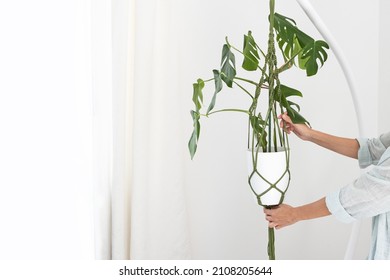 Handmade Green Macrame Plant Hangers With Potted Plant Are Hanging On Woman Hand. Pot And Monstera Plant