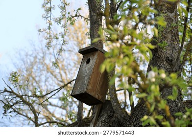 Handmade nesting box in a tree, spring bloom, abstract garden wallpaper. Bird migration season, handmade nesting boxes, crafts, old pear branches, birds returning to nests