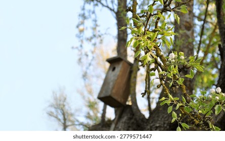 Handmade nesting box in a tree, spring bloom, abstract garden wallpaper. Bird migration season, handmade nesting boxes, crafts, old pear branches, birds returning to nests