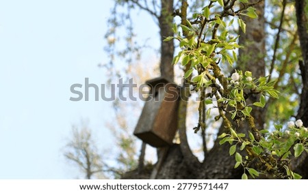 Handmade nesting box in a tree, spring bloom, abstract garden wallpaper. Bird migration season, handmade nesting boxes, crafts, old pear branches, birds returning to nests